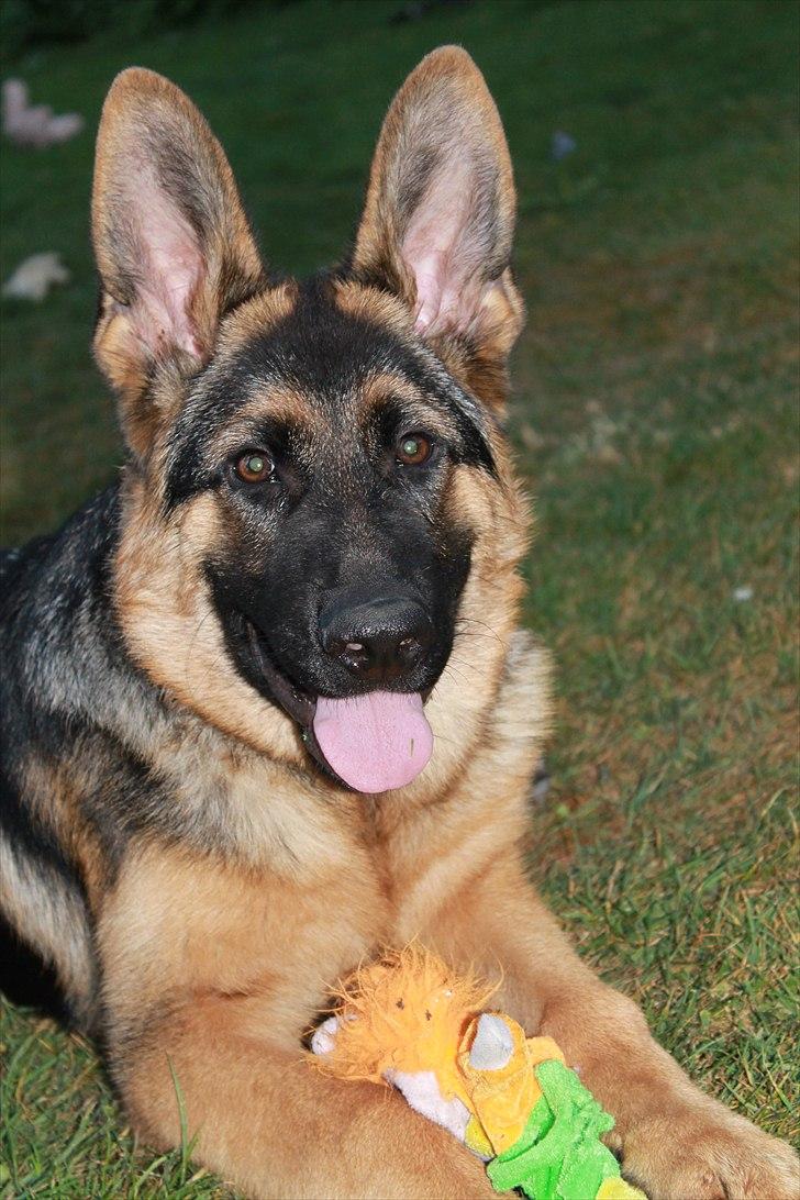 Schæferhund Team marlboros Lewis/Cody - Hvad mor? billede 14