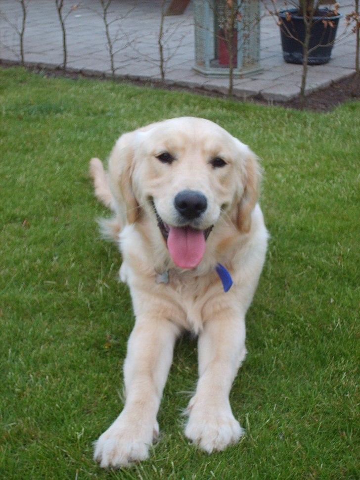 Golden retriever rocki - en dejlig dag i haven. billede 7