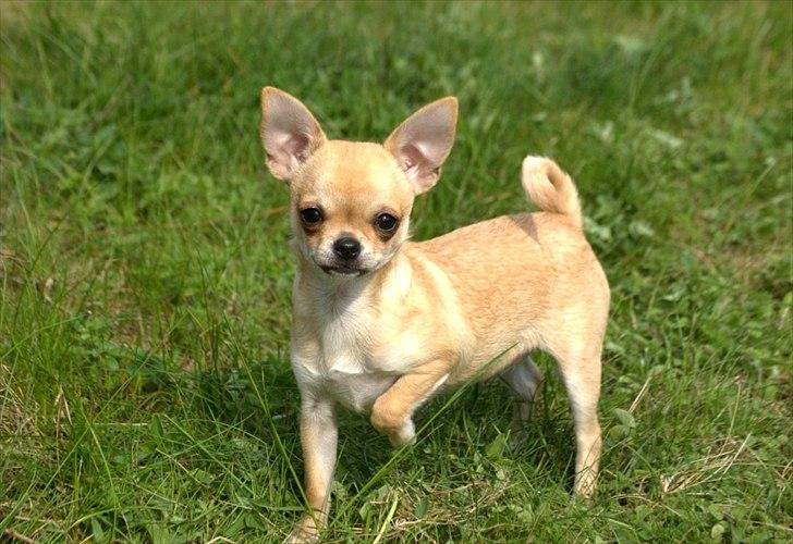 Chihuahua Hueños Malina billede 11