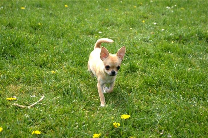 Chihuahua Hueños Malina billede 13