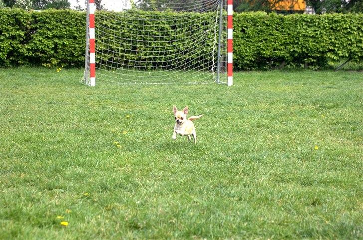 Chihuahua Hueños Malina billede 14