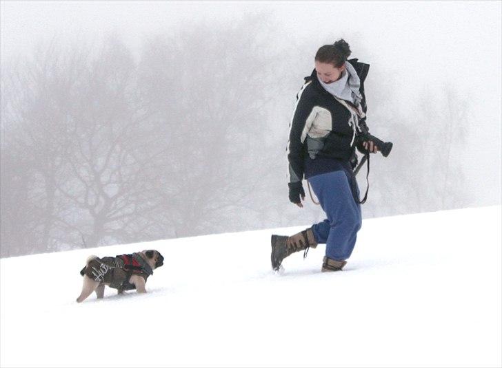 Mops Zoe - Rullepølsen - "iiiiih moooar - vent på mig og mine korte ben her i sneen" *G* 

Taget af Alf Blume  billede 15