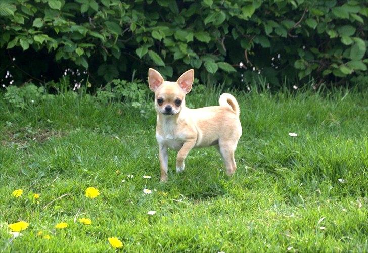 Chihuahua Hueños Malina billede 15