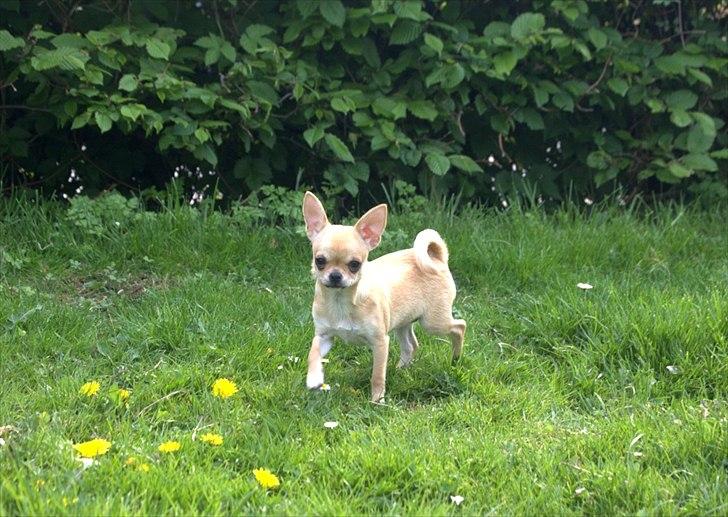 Chihuahua Hueños Malina billede 12