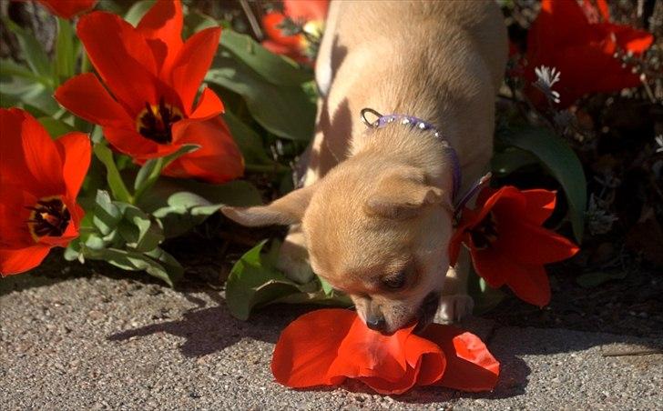 Chihuahua Hueños Malina billede 16