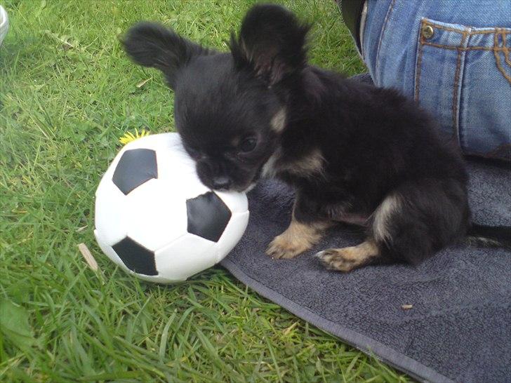 Chihuahua Lilo billede 13