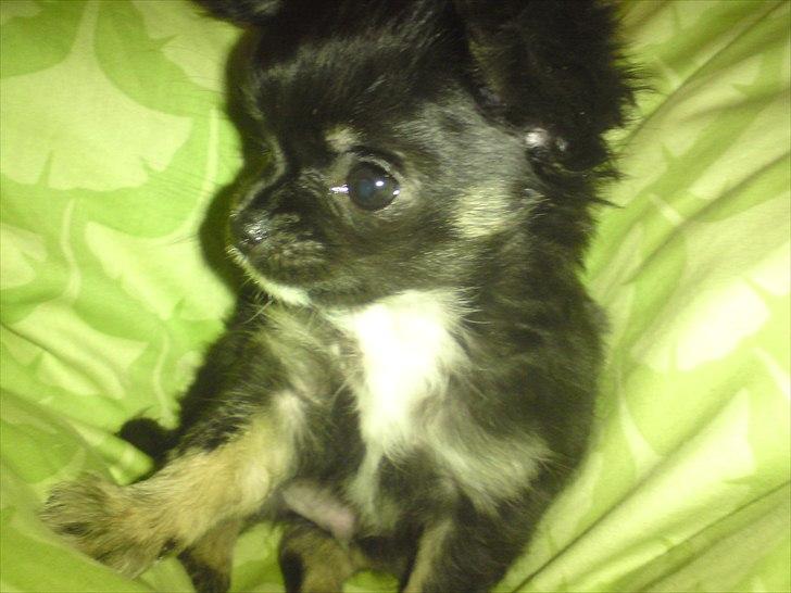 Chihuahua Lilo billede 14