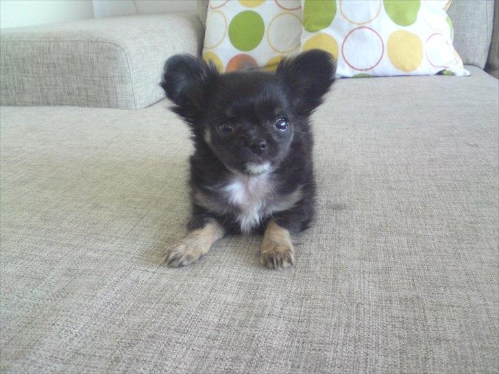 Chihuahua Lilo billede 15