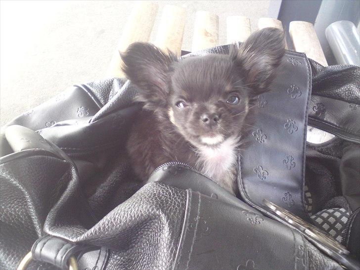 Chihuahua Lilo billede 16