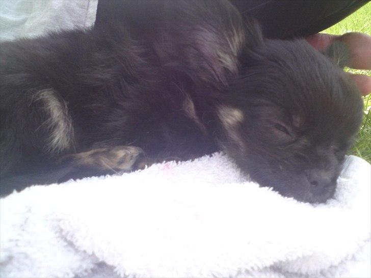 Chihuahua Lilo billede 17