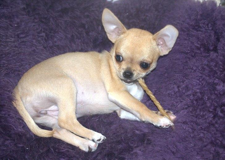 Chihuahua Hueños Malina billede 18