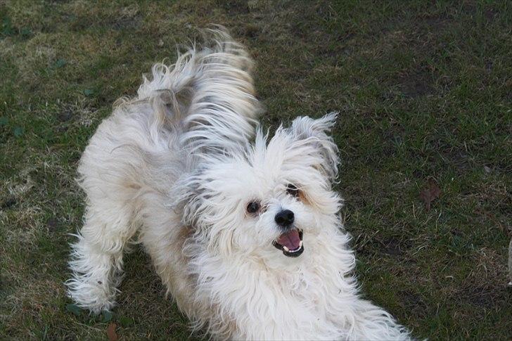 Chinese crested powder puff Reject's Four Seasons Spring - Marts 2011 billede 12