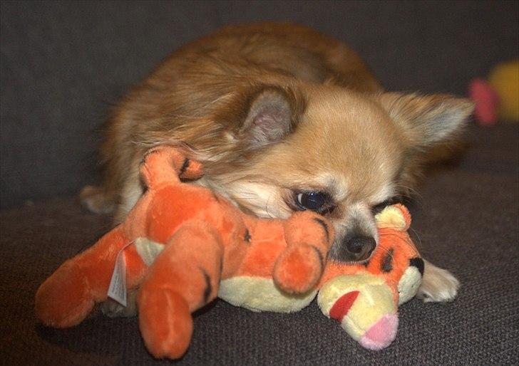 Chihuahua Balle-Balou billede 20