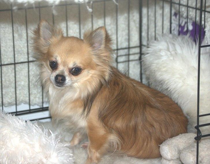 Chihuahua Balle-Balou billede 12