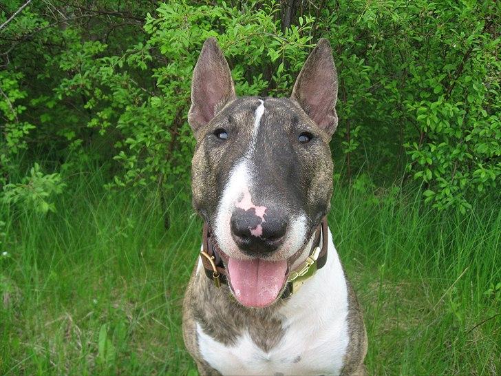 Bullterrier miniature Louie billede 5