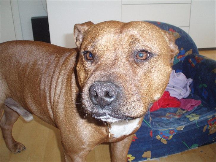 Staffordshire bull terrier Ludwig  billede 8