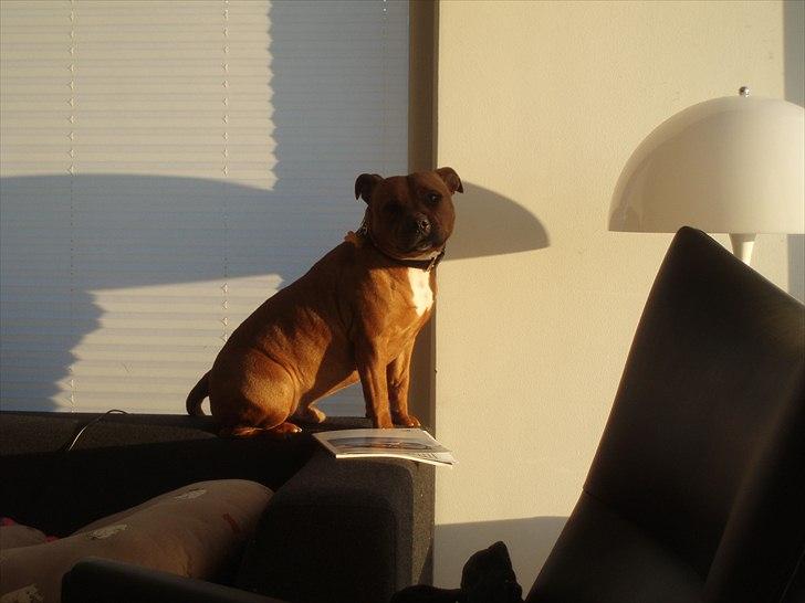 Staffordshire bull terrier Ludwig  - Man kan også sidde på ryglænet billede 9