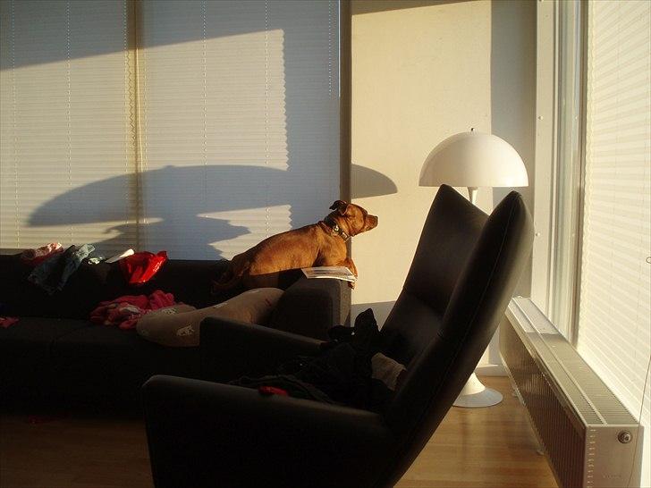 Staffordshire bull terrier Ludwig  - Mmm sol, varme og overblik over 'Ludwigs territorie' :) billede 10