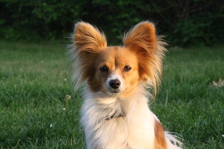 Papillon Emma - Maj 2011 billede 1