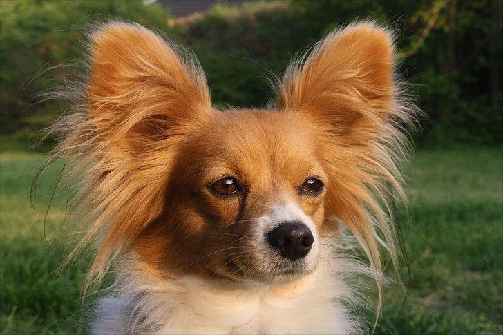 Papillon Emma - Maj 2011 billede 2