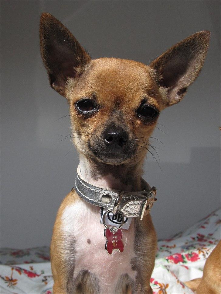 Chihuahua *~ Shika ~* R.I.P - Velkommen til min profil, mit navn er Shika! :o) billede 1