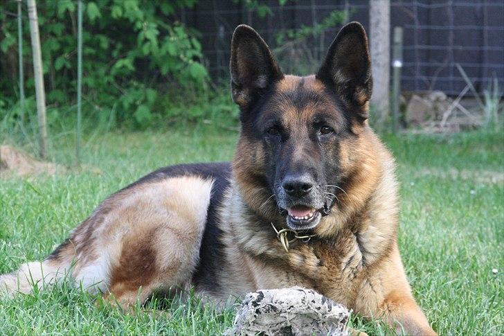 Schæferhund Atlas Flokkenlund - Maj 2011 billede 1