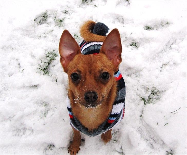 Blanding af racer Chihuahua/Dværgpinscher *~ Paya ~* R.I.P billede 19