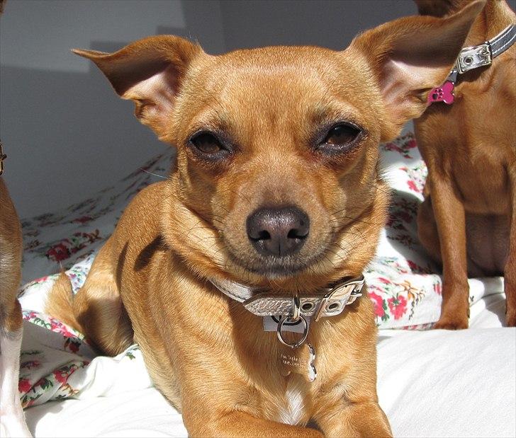 Blanding af racer Chihuahua/Dværgpinscher *~ Paya ~* R.I.P billede 5