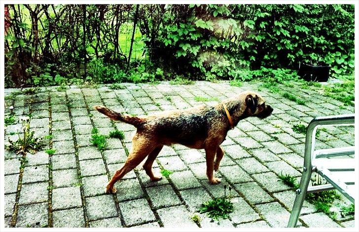 Border terrier Morris RIP <3 8.8.12 - 11.5.11
Morris har fået øje på et par fugle i haven....! billede 18