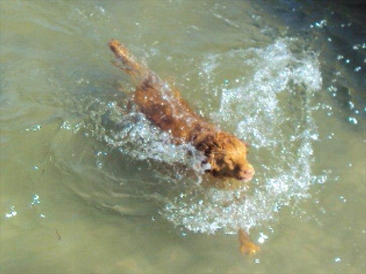 Nova scotia duck tolling retriever | Nova **V.B.H** billede 16