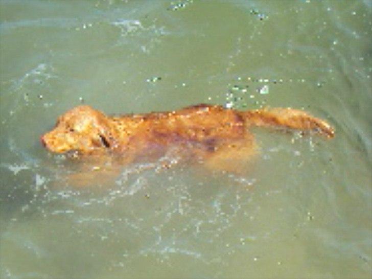 Nova scotia duck tolling retriever | Nova **V.B.H** billede 19