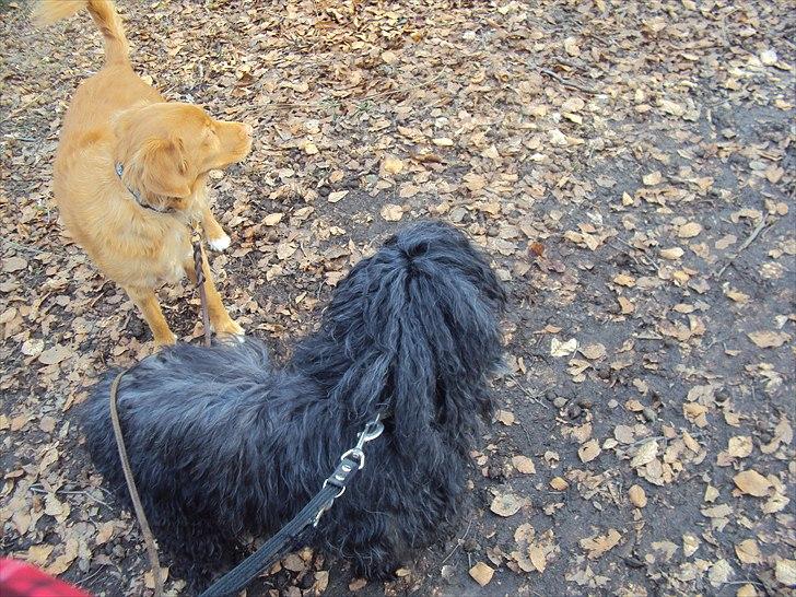 Portugisisk vandhund Branca**V.B.H** - nova og branca billede 9