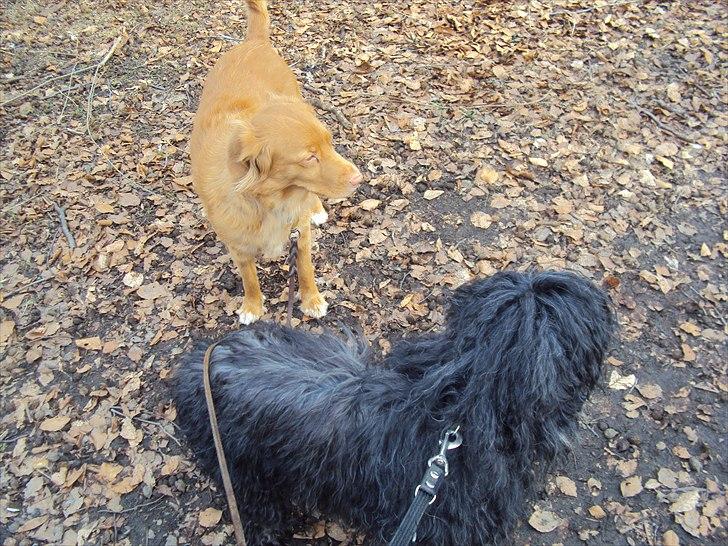 Portugisisk vandhund Branca**V.B.H** - nova og branca billede 10