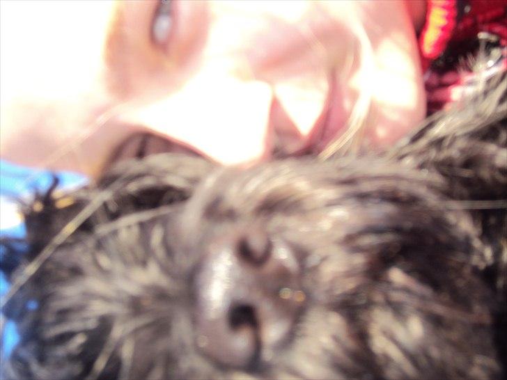 Portugisisk vandhund Branca**V.B.H** - hundii pg jeg billede 11