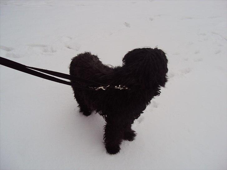 Portugisisk vandhund Branca**V.B.H** billede 12