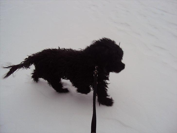 Portugisisk vandhund Branca**V.B.H** billede 13