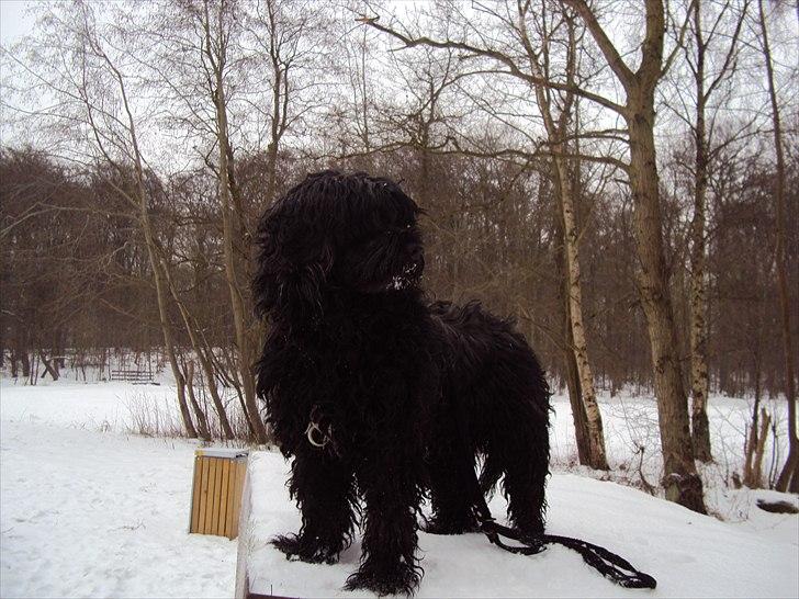 Portugisisk vandhund Branca**V.B.H** billede 14