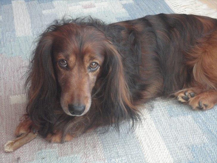 Gravhund Walter - min hund har de kæreste hundeøjne :1 billede 9