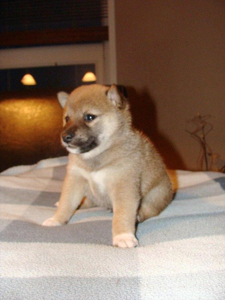 Shiba BamBam billede 5