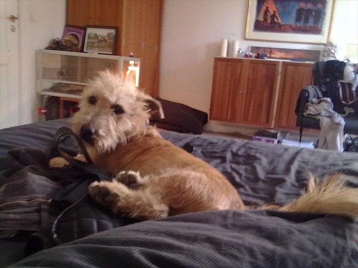 Irish Glen of Imaal Terrier Mac Nally's Ailbhe (Alva) - "hvad var det for en lyd!?" billede 14