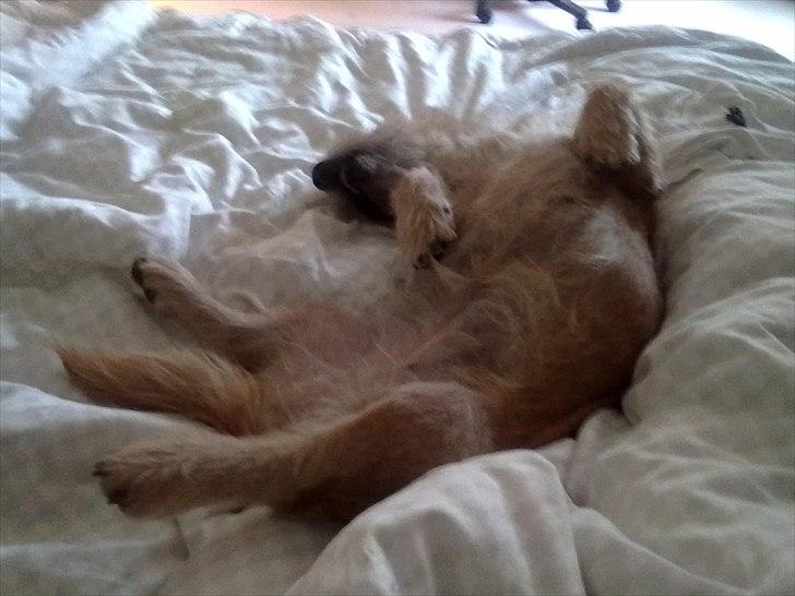 Irish Glen of Imaal Terrier Aiofe (Aifi) - Som Aifi helst vil sove :b billede 16