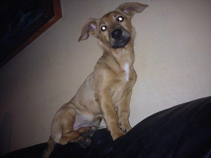 Blanding af racer Kato billede 18