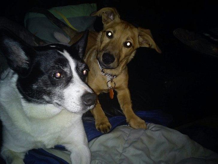 Blanding af racer Kato billede 20