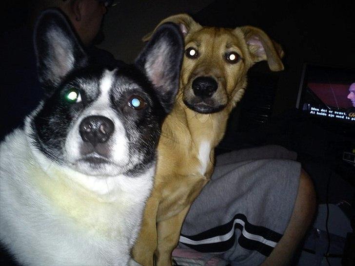 Blanding af racer Himmelhund Charlie  billede 17