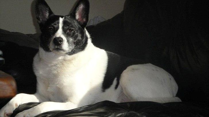 Blanding af racer Himmelhund Charlie  billede 18