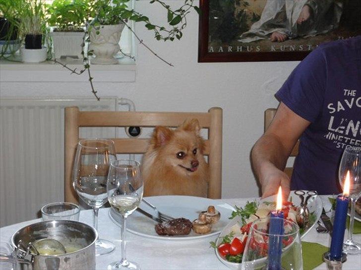 Pomeranian Felix - Jeg bliver virkelig forkælet når jeg besøger min mormor!!  billede 11