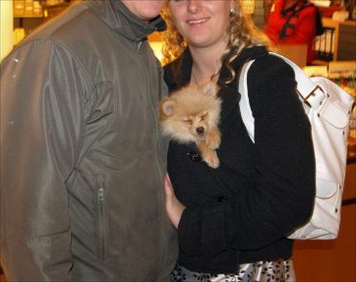 Pomeranian Felix - er ca. 11 uger på dette billede. ihvertfald meget lille! Så jeg bliver i mors jakke billede 12