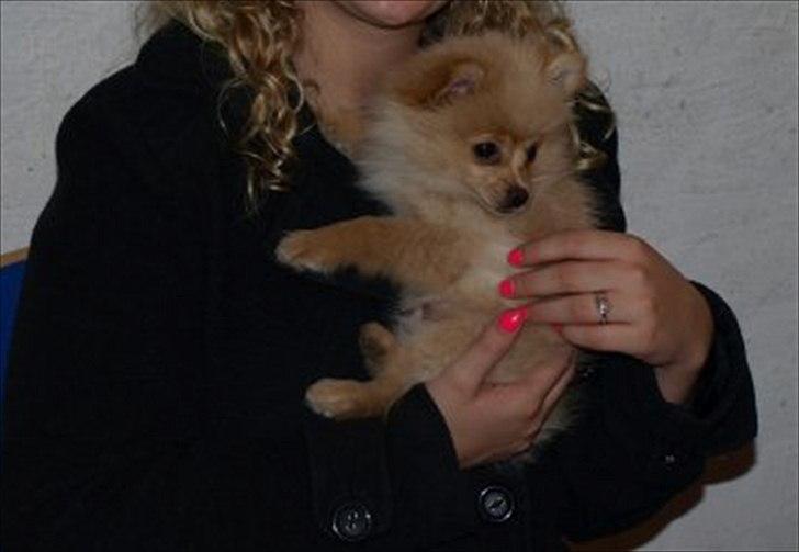 Pomeranian Felix billede 13