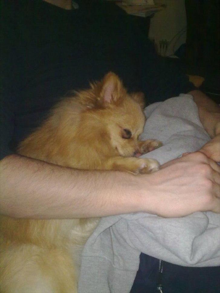 Pomeranian Felix billede 15