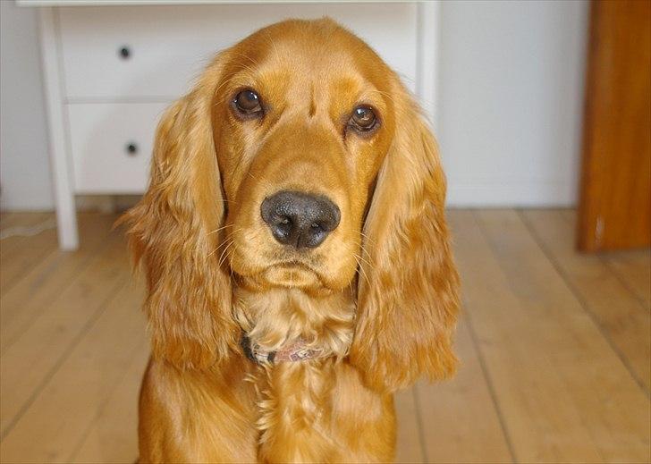 Cocker spaniel Balou billede 1